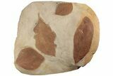 Four Orange Fossil Leaves on Rock ( species) - Montana #189032-1
